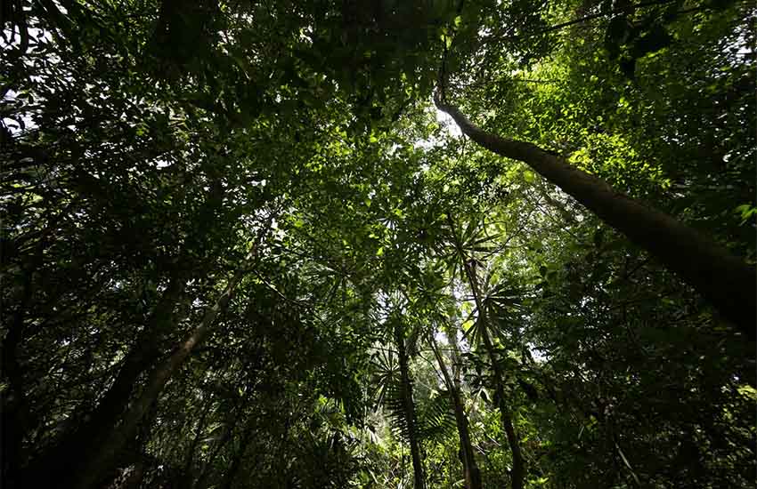 Selva Lancondón en Chiapas, México