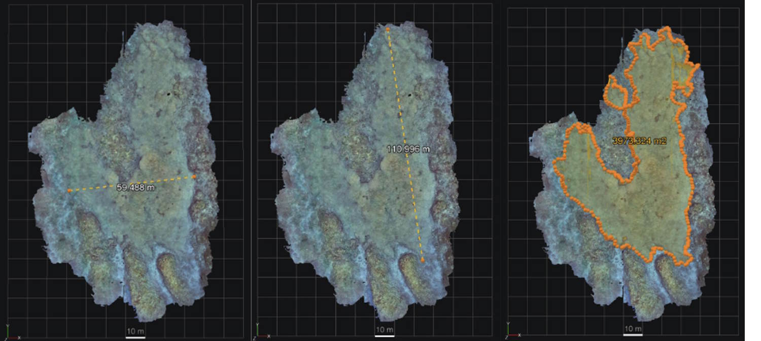 colonia de coral más grande del mundo