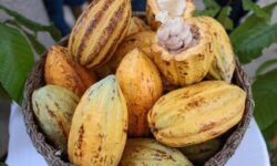 Agricultores mexicanos enseñarán métodos indígenas en feria orgánica alemana