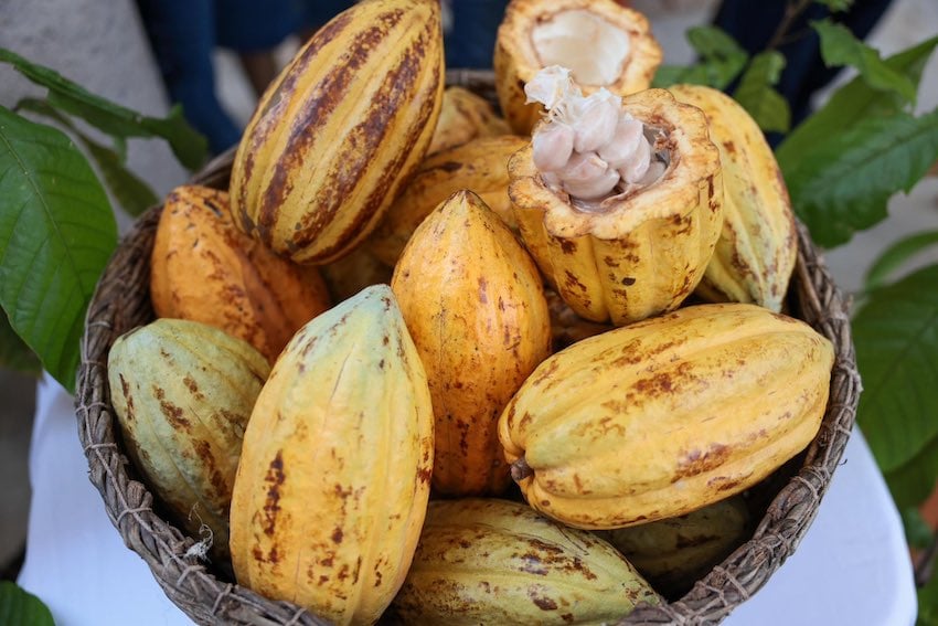 cacao