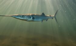 Expertos desconcertados tras el regreso de un pez prehistórico a un río: “no sabemos por qué”