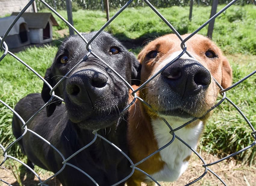 Dos perros de un refugio meten sus narices en los agujeros de una valla
