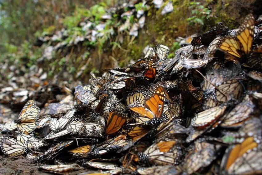 Monarch butterflies dead