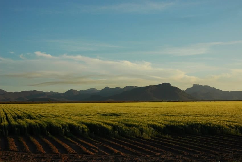 Campos de trigo en el Valle del Yaqui en Sonora, México.