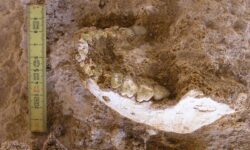 Revelación histórica: un ancestro común de Homo sapiens y neandertales vivió en el norte de África hace 773.000 años