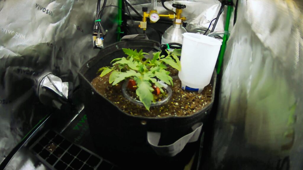 Sol, el plantín de tomate dentro del biodomo