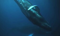 La grabación más antigua conocida del canto de una ballena encontrada en un disco perdido de 1949