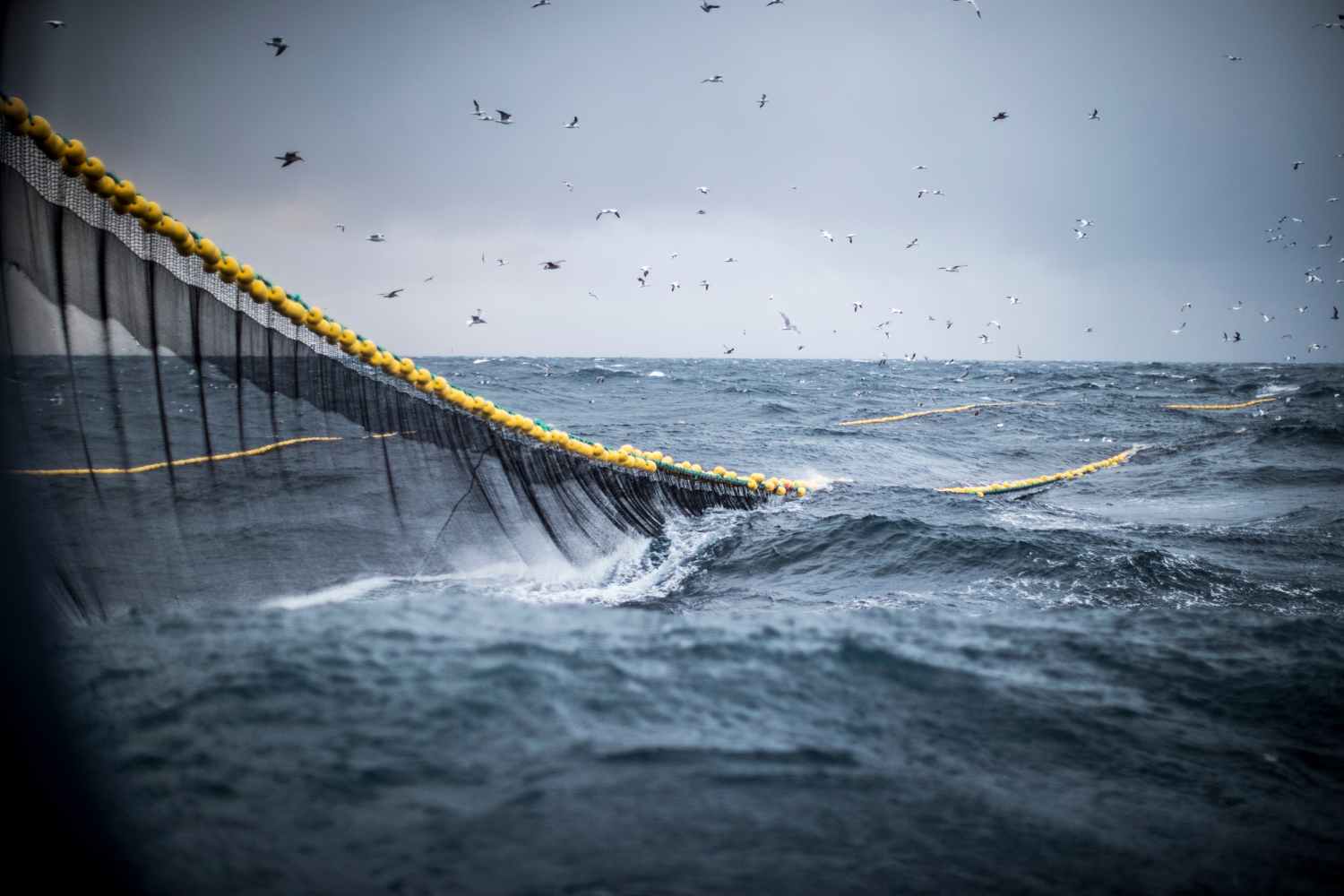 El escándalo de la pesca de arrastre estalla en zonas protegidas del Reino Unido: "más de 1,3 millones de toneladas de pescado capturados en 4 años"
