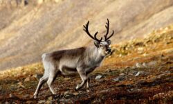 PFAS en el Ártico: los renos acumulan un 900% más de «contaminantes eternos» en las islas Svalbard