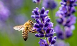 Por qué dejar de cortar el césped (al menos en una esquina) podría salvar a las abejas de tu ciudad