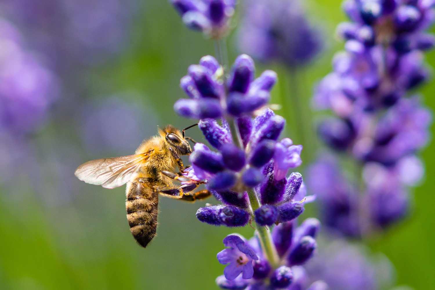 flores y abejas