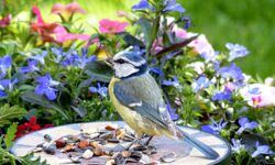 Día de la Biodiversidad: 8 cosas sencillas que puedes hacer inmediatamente para darle más vida a tu terraza o jardín