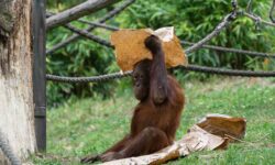 En Borneo hay un programa de conservación que te paga en efectivo si ves y tomas una foto de un orangután.