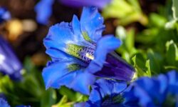 Recoge cientos de gencianas en el parque de Monviso: multa de más de 600 euros y flores incautadas