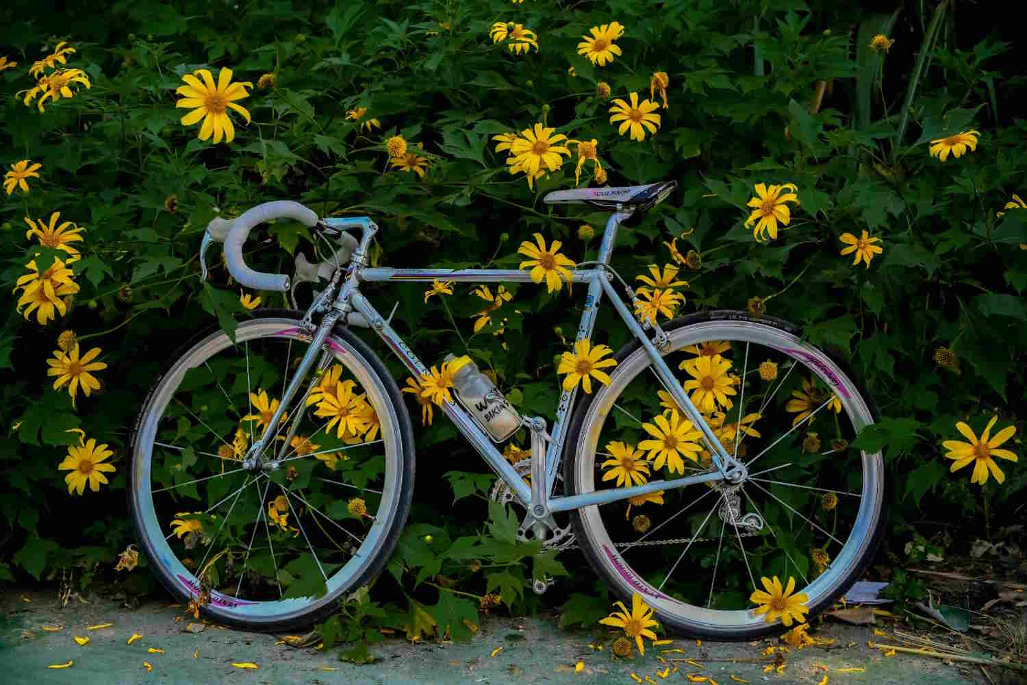 bicicleta
