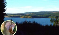 Creado para servir a la industria bélica, el bosque más grande de Inglaterra se ha convertido en refugio de especies en peligro de extinción