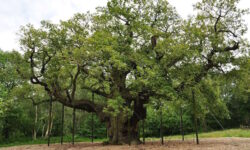 Ha muerto el árbol más famoso del mundo: el roble milenario de Robin Hood no pudo resistir la crisis climática y el turismo de masas