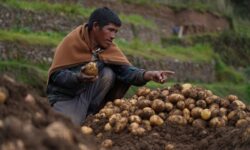 Este abono natural que usan los productores andinos desde hace siglos multiplica por tres la producción de papas en cualquier huerto