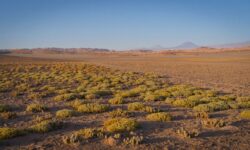 Hay vida bajo el desierto de Atacama en un lugar donde nada debería sobrevivir