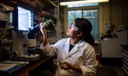 Plantas y animales emiten una luz invisible: lo que ese resplandor podría revelar sobre nuestras células
