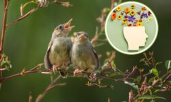 El canto de los pájaros alivia el estrés: incluso 10 minutos de canto son suficientes para estar más relajado
