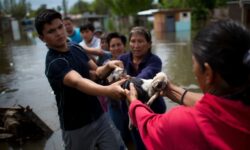 Cuando se inundó su barrio en Santa Fe los vecinos formaron una cadena humana para salvar a los animales