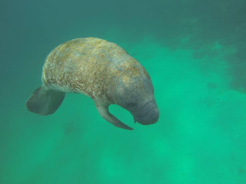 Manatí en las aguas de la costa de Mahahual, Quintana Roo