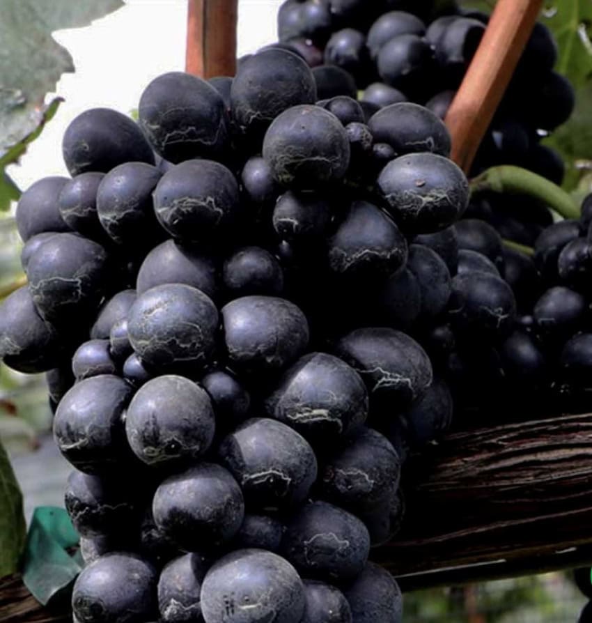 uva tempranillo