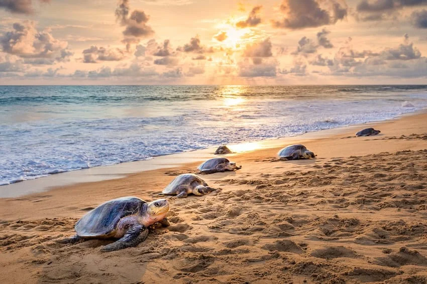Tortugas golfinas en la playa de Michoacán
