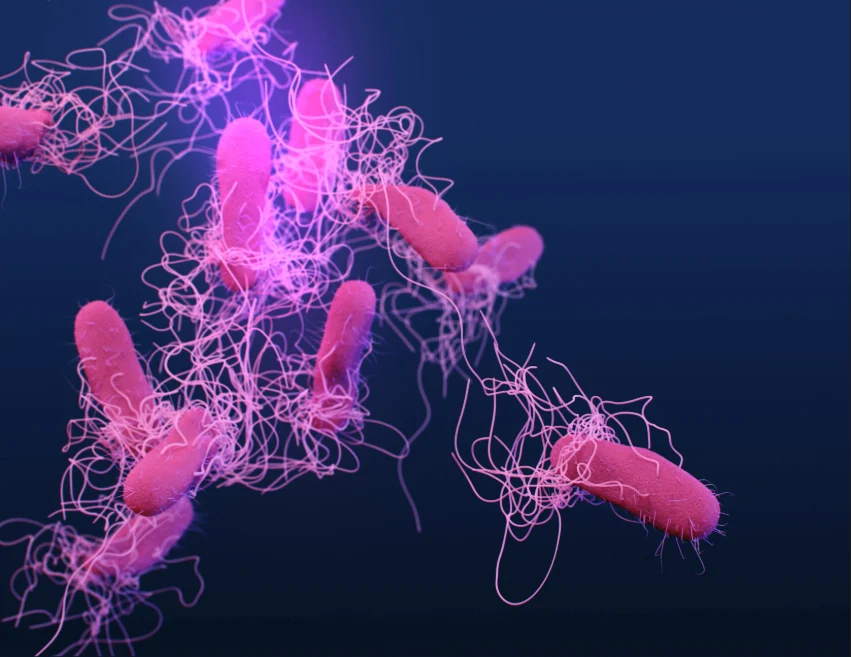 Ilustración médica de Salmonella sp. resistente a los medicamentos y no tifoidea. bacterias
