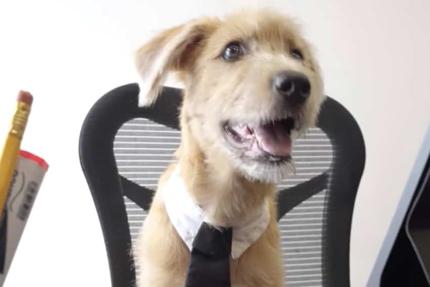 Rollo, nuevo perro en Palacio Nacional de México