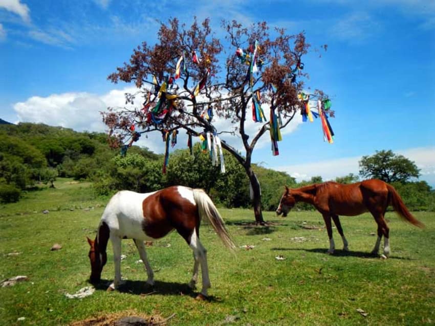 árbol sagrado en el Recinto Ceremonial, caminata desde el lago de Chapala