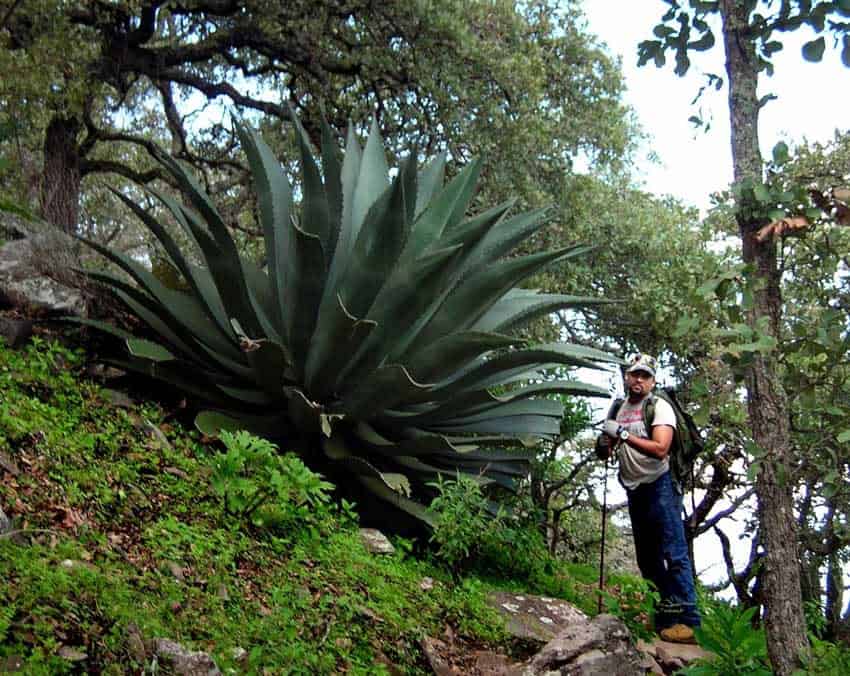 Agave enorme en el Camino Caracol