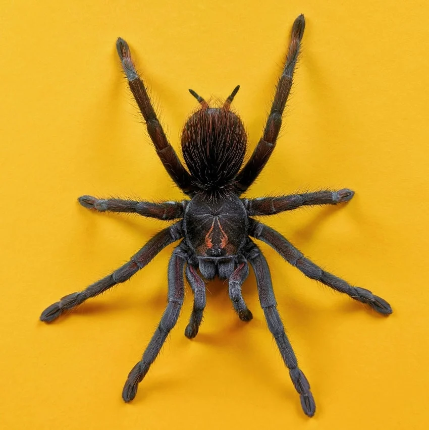 Tarántula sobre fondo amarillo