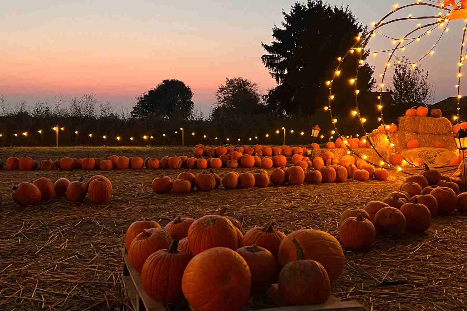 Huerto de calabazas Shirin