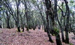 De la selva al bosque de encino: Caminata sobre el lago de Chapala