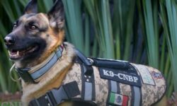 La Comisión Nacional de Búsqueda de Personas Desaparecidas de México tiene un nuevo compañero canino