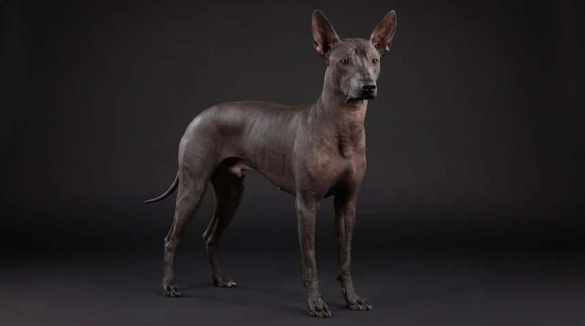 Xoloitzcuintle contra un fondo negro