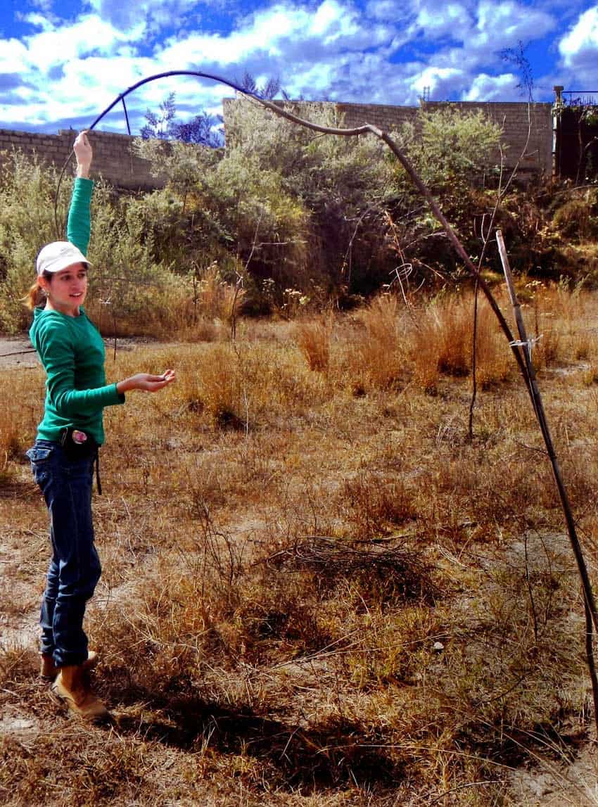 Una joven quita semillas de muérdago de árboles jóvenes en el Parque Bosque Pedagógico de Guadalajara