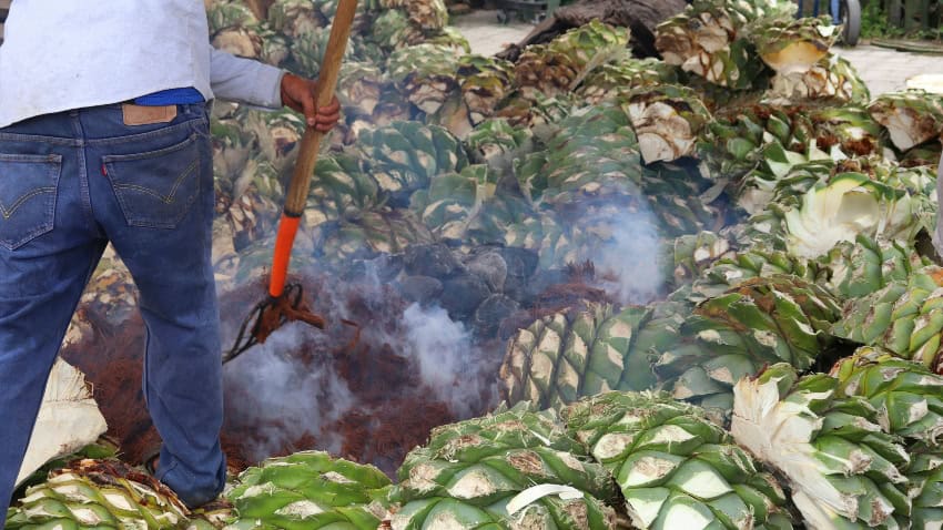 Asado de piñas de agave