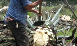 Agave: La planta noble en el corazón de la cultura mexicana