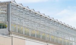 Así es el invernadero en azotea más grande del mundo: en la ciudad se cultivan 45 toneladas de alimentos al mes sin suelo