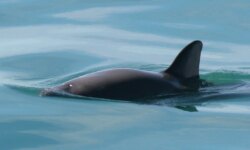 México reduce el área de restricción de pesca en un 86% para centrarse en el hábitat conocido de las vaquitas