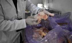 México suspende importaciones de pollo de Brasil por brote de enfermedad de Newcastle