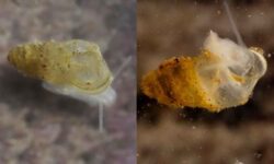 Un animal sin ojos descubierto en una cueva china: se ha adaptado a vivir completamente en la oscuridad